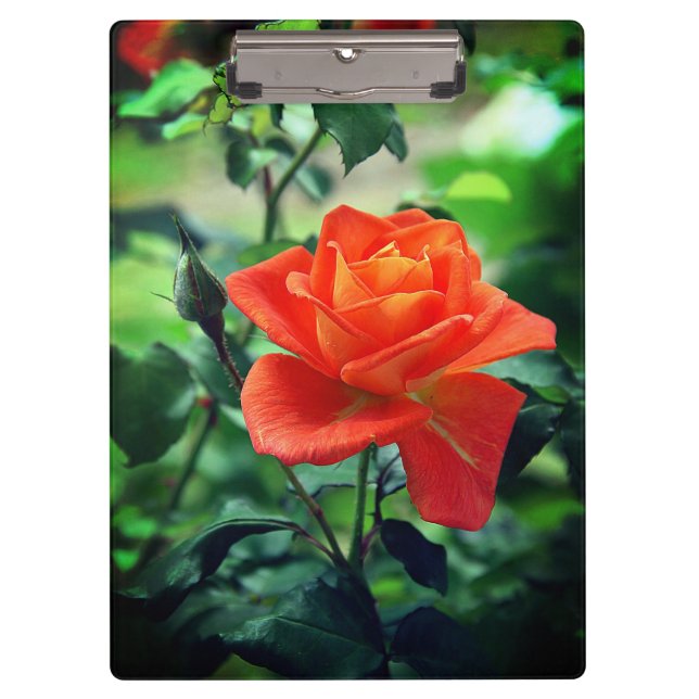 Nature Pink Rose Flower-46458 Clipboard (Front)