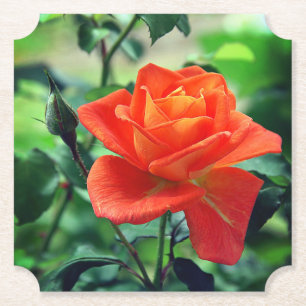 Nature Pink Rose Flower-46458 Paper Coaster