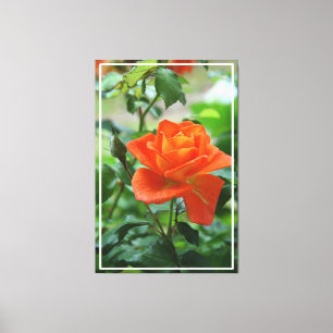 Nature Pink Rose Flower Canvas Print