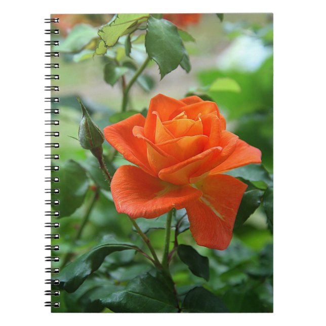 Nature Pink Rose Flower  Notebook (Front)