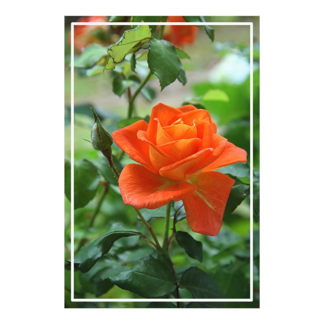 Nature Pink Rose Flower  Photo Print (Front)