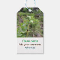 Nature plants photography beach water travel name