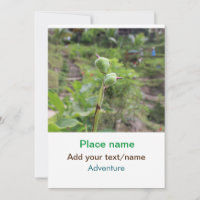 Nature plants photography beach water travel name