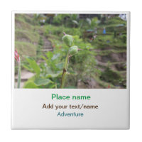 Nature plants photography beach water travel name