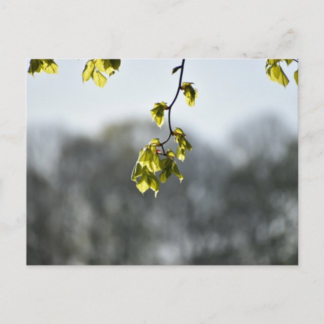 Nature  postcard (Front)