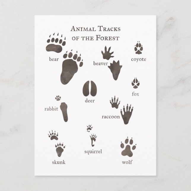 Nature Postcard Animal Tacks of the Forest (Front)