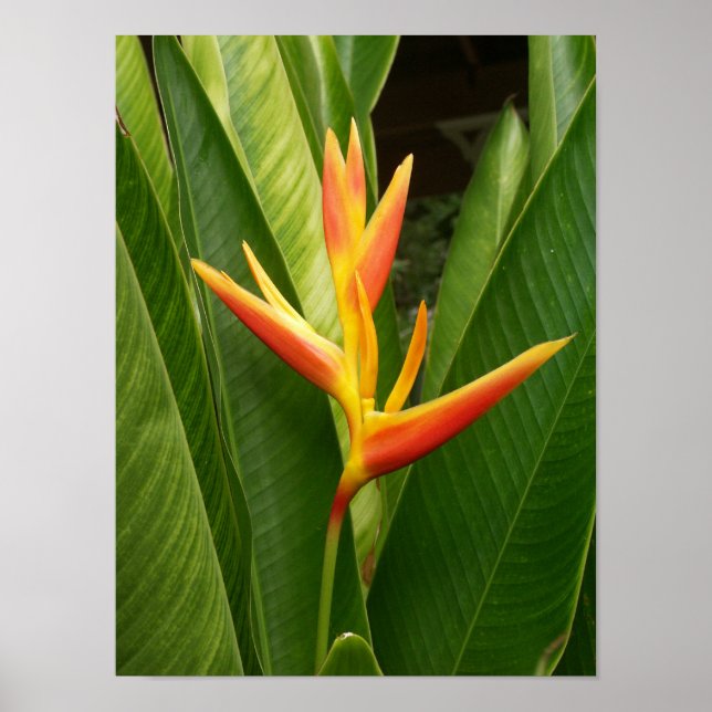 Nature Poster (Front)