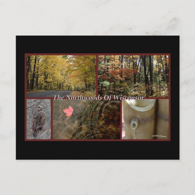 Nature Poster Northwoods Wisconsin Postcard (Front)