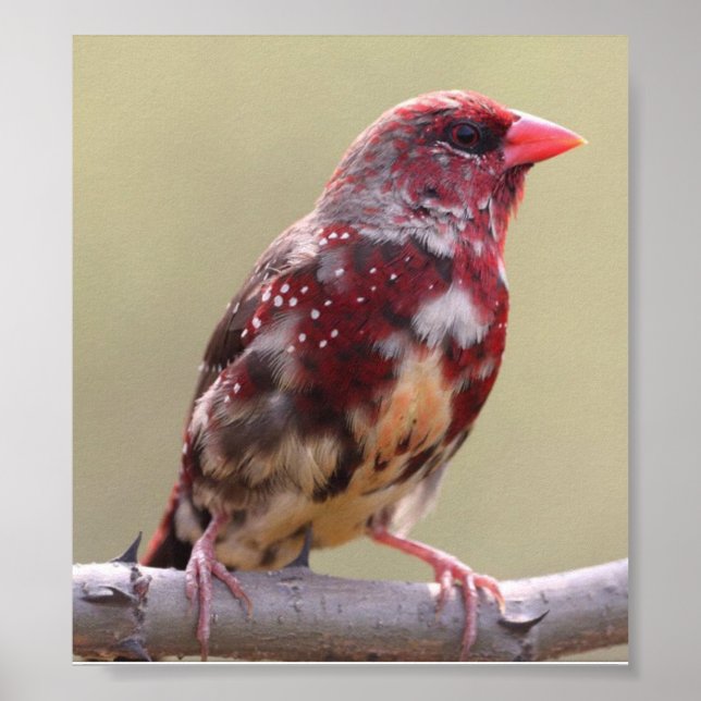 Nature Red Finch Bird Poster (Front)