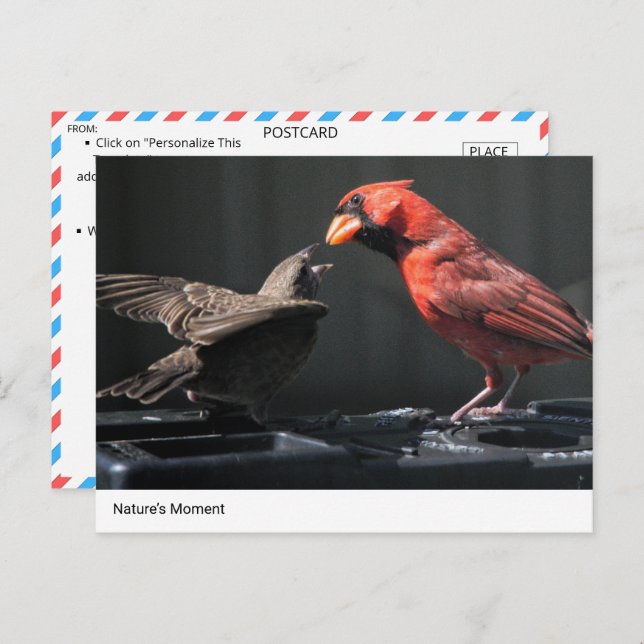 Nature’s Moment: Cardinal and Sparrow Interaction Postcard (Front/Back)