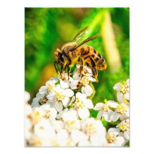 Nature’s Pollinator Wildlife Photography Art Print