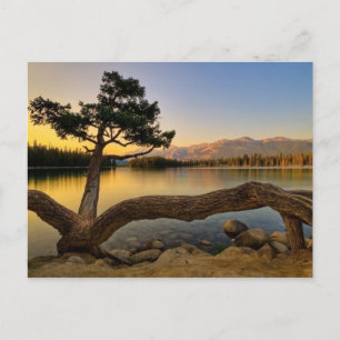 Nature Scene Postcard