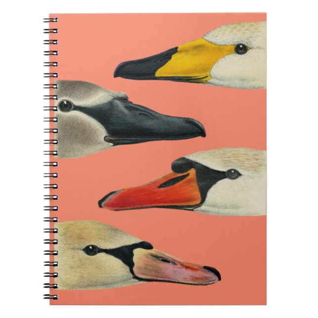Nature The Many Faces of a Swan Notebook (Front)