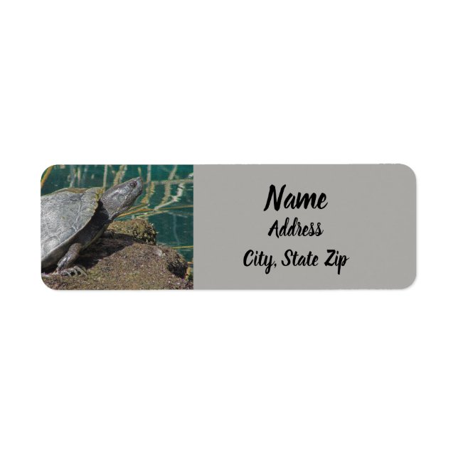 Nature Turtle Photo Reptile Lake Animal Address (Front)