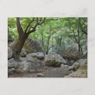 Nature Walk Postcard