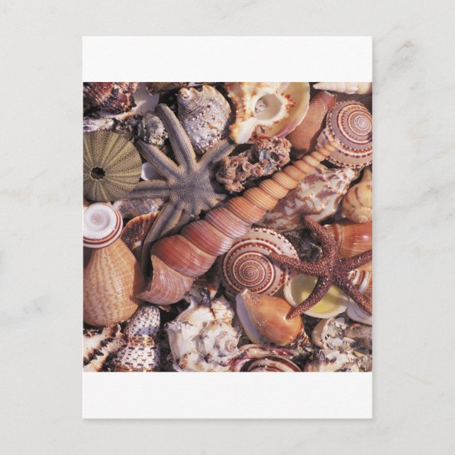 Nature Water Assorted Shells Beach Postcard (Front)