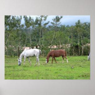 Nature - we look for peace poster
