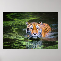 Nature Wildlife Bengal Tiger In Water Photography