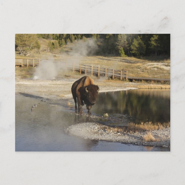 Nature Wildlife Photo American Bison Yellowstone Postcard (Front)