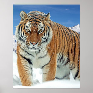 Nature Winter Photo Tiger Snow Mountains Poster