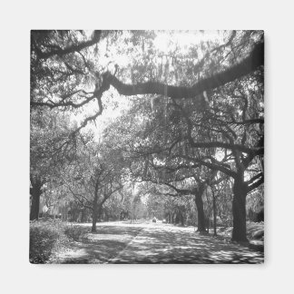 nature's arbor magnet