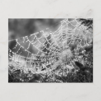 Nature's Artist - The Spider's Web - Photograph Postcard