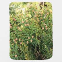 Nature's Beauty: Juniper Tree