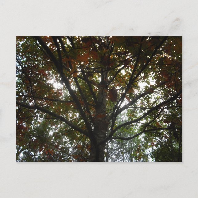 Natures Beauty Postcard (Front)