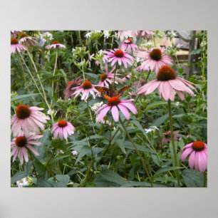 Nature's Best, Butterfly and Pink Daisies Poster