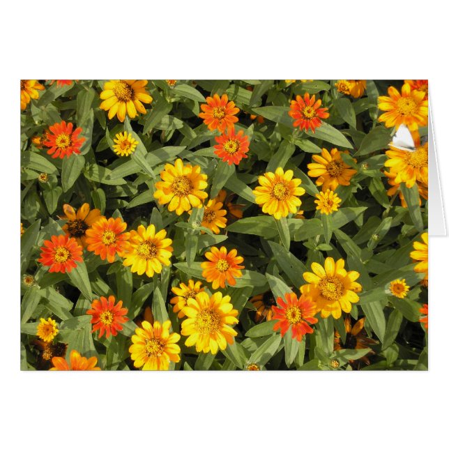 Nature's Bouquet Series (Fall) (Front Horizontal)