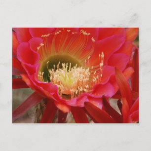 Nature's Dance Postcard