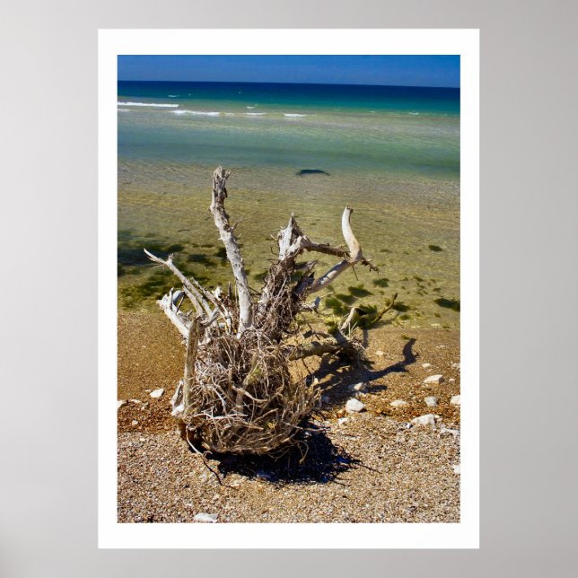 Nature's Elements - Driftwood Beach Poster (Front)