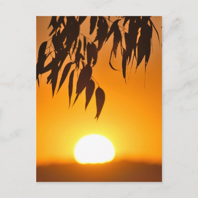 Nature's Frame Postcard (Front)