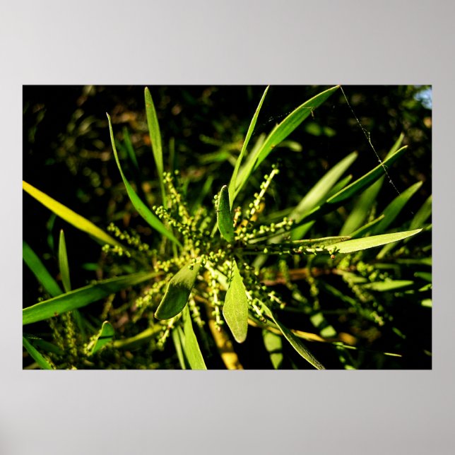 nature's green poster (Front)