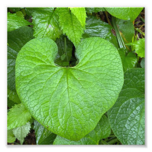 Nature's Heart Photo Print
