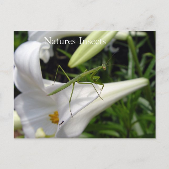 Natures Insects On Flower Postcard (Front)