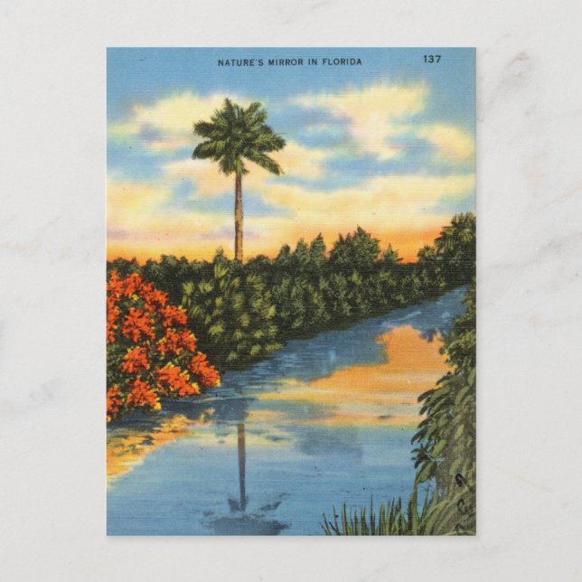Nature's Mirror in Florida Postcard (Front)