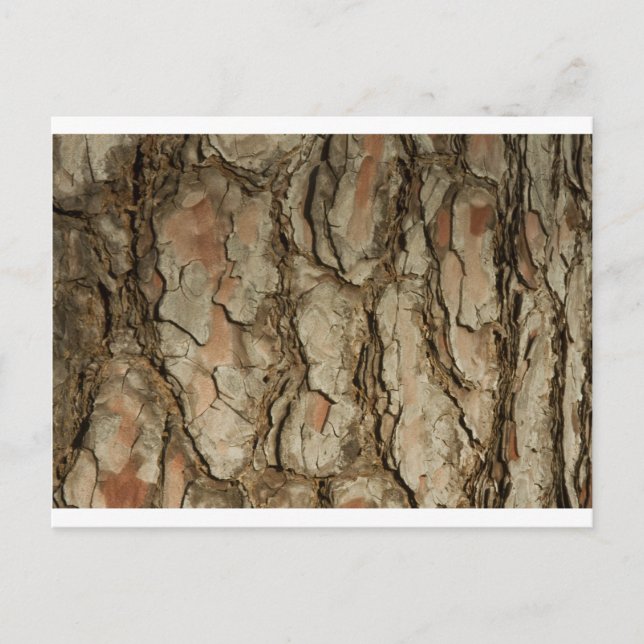 Natures Patterns Postcard (Front)