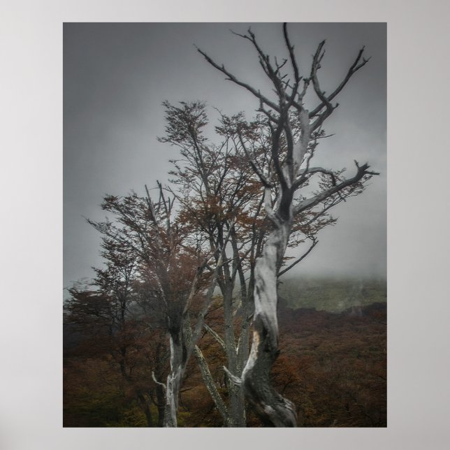 Nature's Resilience: Tierra del Fuego Forest, Arge Poster (Front)