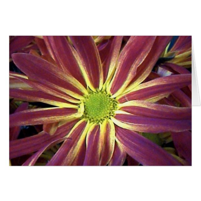 Natures Star (Front Horizontal)