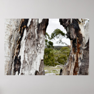 Nature's Window Poster