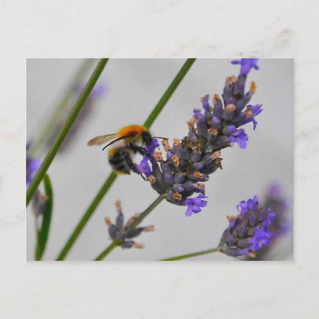 Natures Wonderful Workers Postcard (Front)