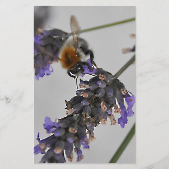 Natures Wonderful Workers Stationery (Front)