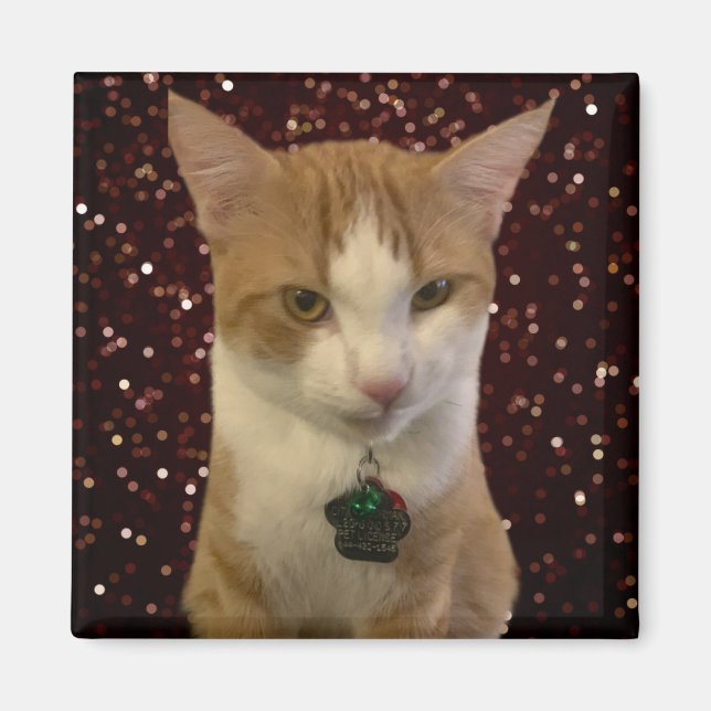 Naughty Cat Magnet (Front)