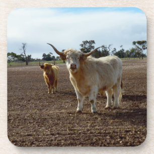 Naughty Highland Cows Ate Crop, Set Of Coasters
