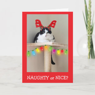 Naughty or Nice Funny Cat Christmas  Holiday Card
