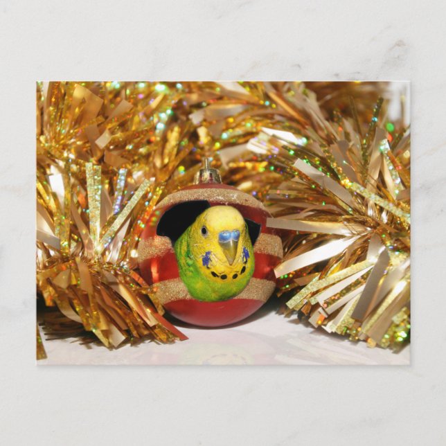 Naughty parakeet Christmas Holiday Postcard (Front)