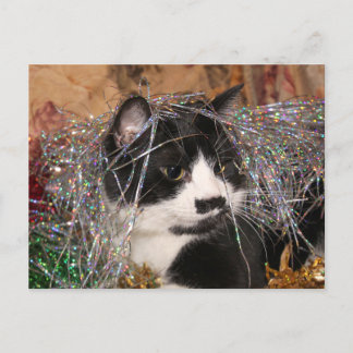 Naughty tuxedo kitty Christmas Holiday Postcard