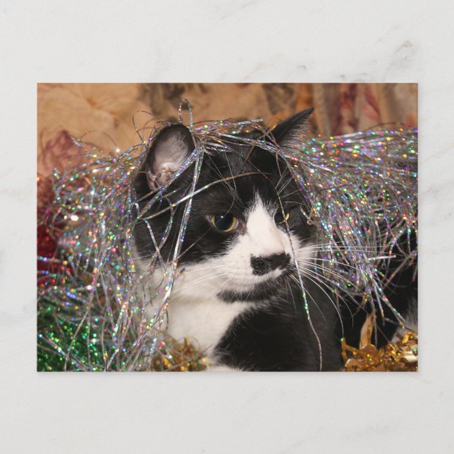 Naughty tuxedo kitty Christmas Holiday Postcard (Front)