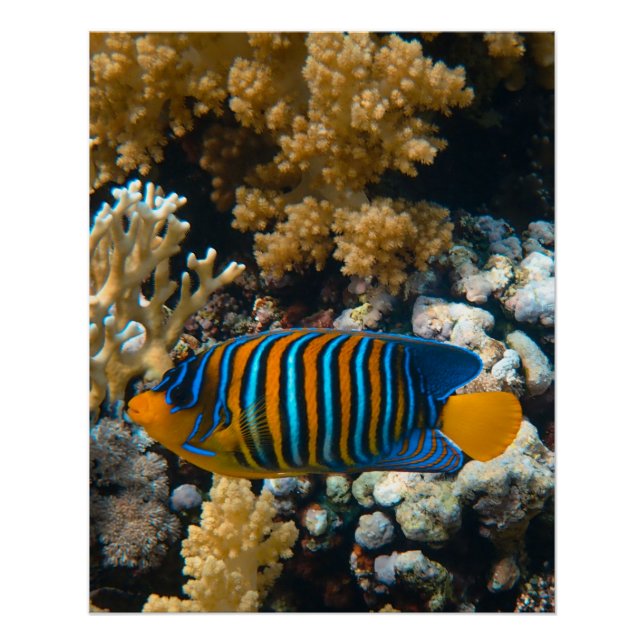 Nautical Photos Marine Animal Photography Fish Pic Poster (Front)